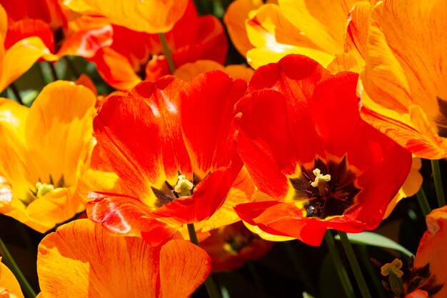 Leuchtend bunte Tulpen als Blumenhintergrund