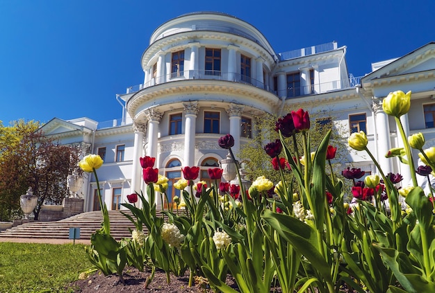 Leuchtend bunte Tulpen auf einem Blumenbeet in der Nähe von Elagin's Palace