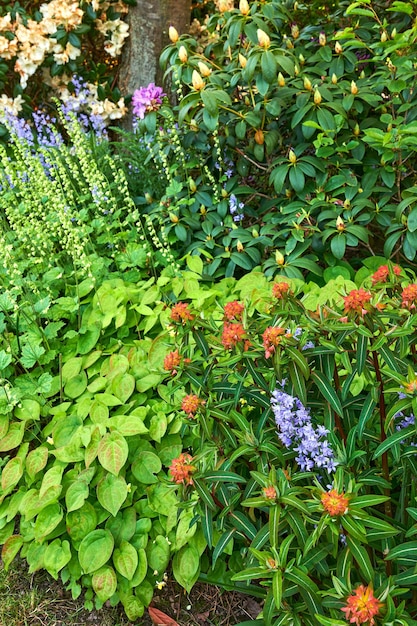 Leuchtend bunte und lebendige Blumen Pflanzen und Laub wachsen in einem Garten an einem sonnigen Tag draußen Orange Fireglow Griffiths Wolfsmilch lila spanische Bluebell und Barrenwort Blätter blühen in der Natur