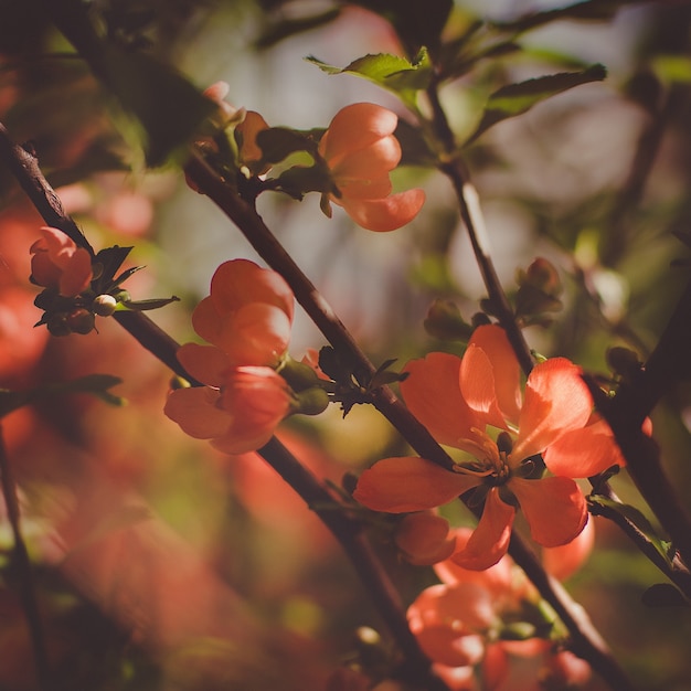 Leuchtend frühlingsrote Quittenblüten auf einem von der Sonne beleuchteten Busch