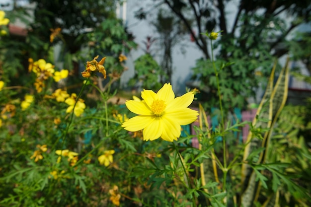 Leuchtend gelb von Kenikir Schwefel oder Cosmos Schwefelblume