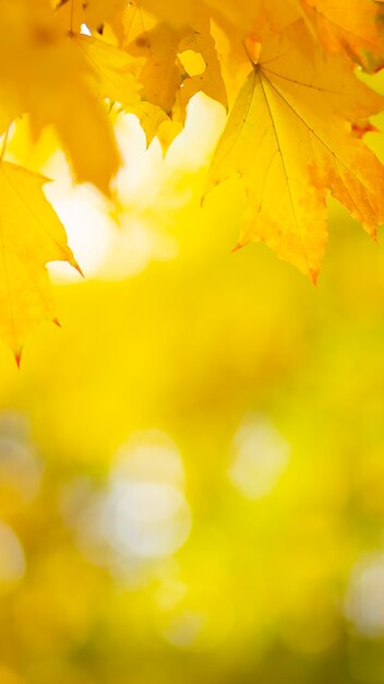 Leuchtend gelbe Ahornblätter. Hintergrund der Herbstsaison im Freien. Bunte Herbstahornblätter auf einem Ast. Platz kopieren