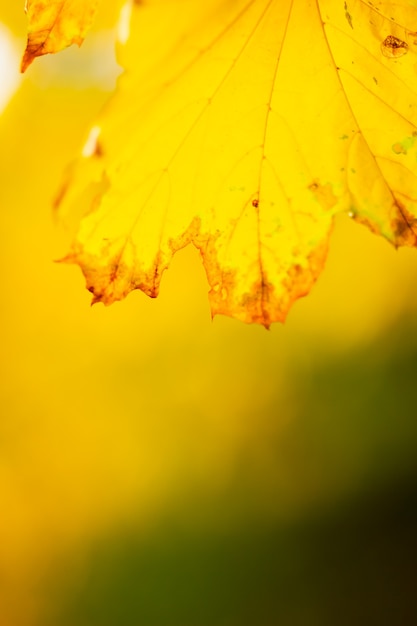 Leuchtend gelbe Ahornblätter. Hintergrund der Herbstsaison im Freien. Bunte Herbstahornblätter auf einem Ast. Platz kopieren