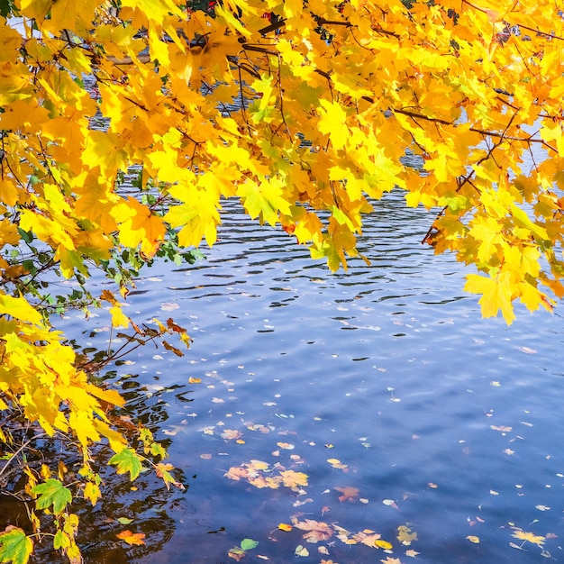 Leuchtend gelbe Blätter auf einem Ahorn am Fluss an einem sonnigen Herbsttag Herbsthintergrund