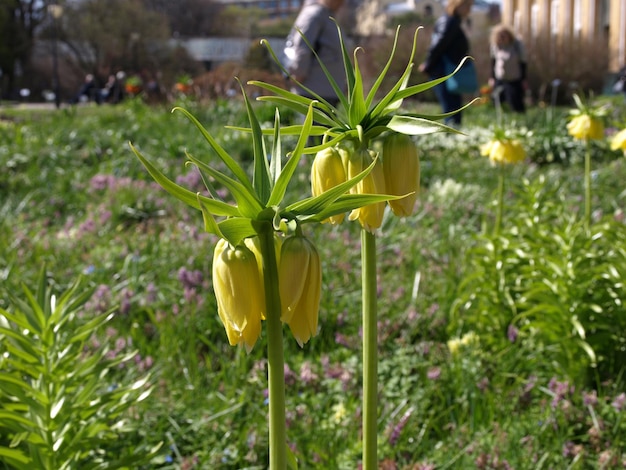 Leuchtend gelbe Blüten des Auerhahns im Garten