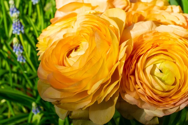 Foto leuchtend gelbe blüten von ranunkeln