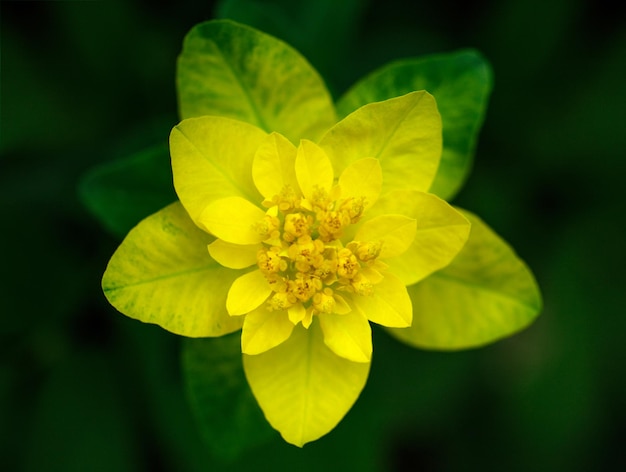 Leuchtend gelbe Blütenwolfsmilch auf grünem Hintergrund im Garten