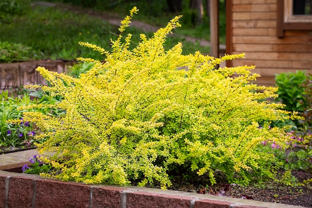 Leuchtend gelbe Büsche der Aurea-Berberitze im Frühlingsgarten Landschaftsgestaltung im Garten