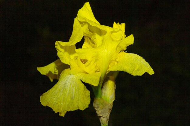 Leuchtend gelbe Iris auf schwarzem Hintergrund zurückhaltend