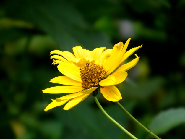 Leuchtend gelbe Rudbeckia oder Black Eyed Susan Blumen im Garten. Eine Biene bestäubt eine gelbe Blume