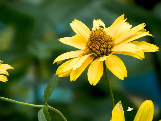 Leuchtend gelbe Rudbeckia oder Black Eyed Susan Blumen im Garten. Natur. Biologie. Botanik.