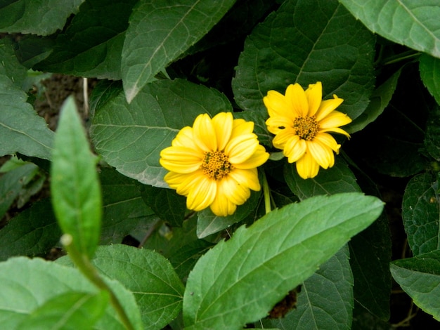 Leuchtend gelbe Rudbeckia oder Black Eyed Susan Blumen im Garten