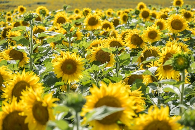 Leuchtend gelbe Sonnenblumen im Garten voller Blüte