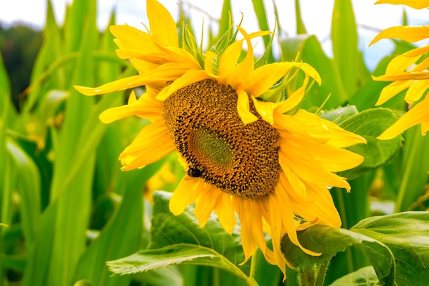 Leuchtend gelbe Sonnenblumen in voller Blüte im Garten für Öl verbessern die Hautgesundheit und fördern die Zellregeneration