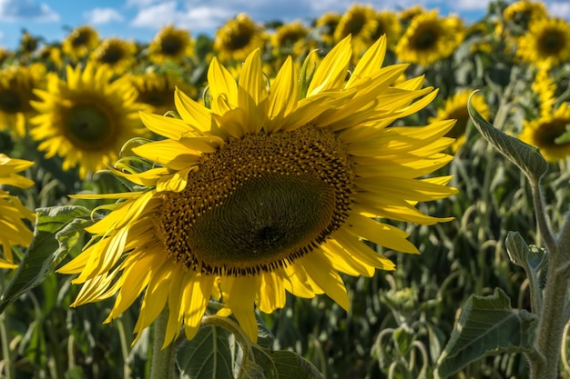 Leuchtend gelbe Sonnenblumen in voller Blüte im Garten für Öl verbessern die Hautgesundheit und fördern die Zellregeneration