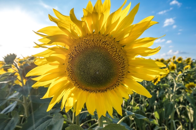 Leuchtend gelbe Sonnenblumen in voller Blüte im Garten für Öl verbessern die Hautgesundheit und fördern die Zellregeneration