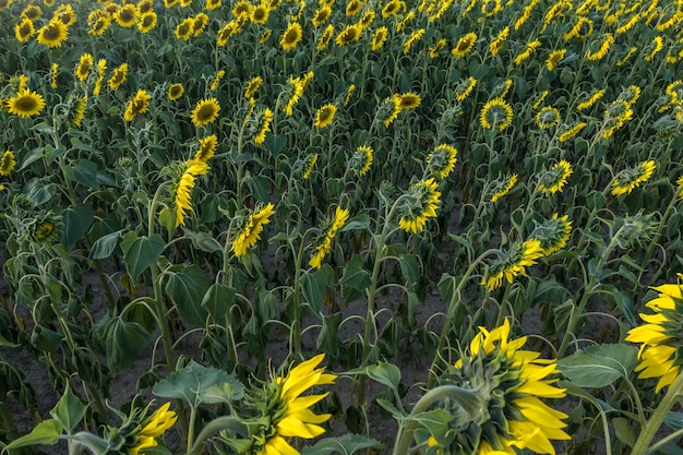 Leuchtend gelbe Sonnenblumen in voller Blüte im Garten für Öl verbessern die Hautgesundheit und fördern die Zellregeneration