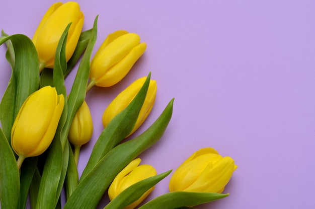 Leuchtend gelbe Tulpen auf einer hellvioletten Hintergrundnahaufnahme