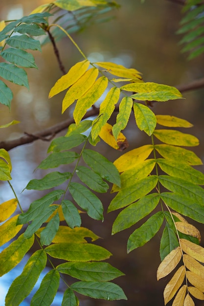 Leuchtend gelbe und grüne Ascheblätter im Herbst vor dem Hintergrund des Wassers Herbstblätter