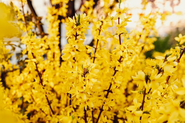 Leuchtend gelber Hintergrund blühender Frühlingsblumen