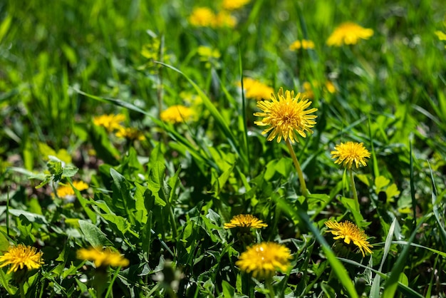 Leuchtend gelber Löwenzahn und grünes Gras auf der Wiese