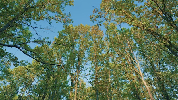 Leuchtend gelbes Eichenblatt auf dem Hintergrund eines Eichenhaines mit blauem Himmel und Herbstbäumen mit goldenem Gelb