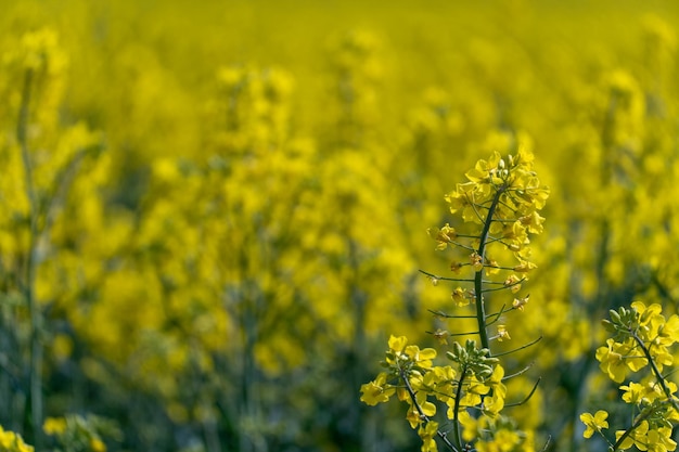 Leuchtend gelbes Rapsfeld Rapsblumen closeup Sommerlandschaft für Wallpaper Umweltfreundliche Landwirtschaft