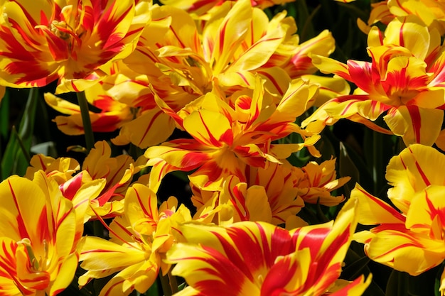 Leuchtend gelbrot blühende Tulpen