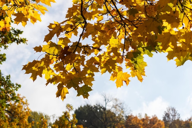 Leuchtend goldene Blätter gegen den Himmel