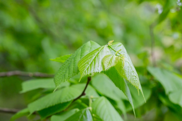 Leuchtend grüne Blätter von Tilia koreana nakai tilia amurensis Amur-Linde oder Amur-Linde Lindenbaum in s