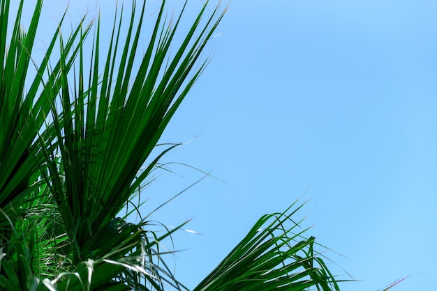 Leuchtend grüne Palmblätter hautnah gegen den blauen Himmel Natur Schönheit Sommerkonzept Jungle inspirierte Hintergrund