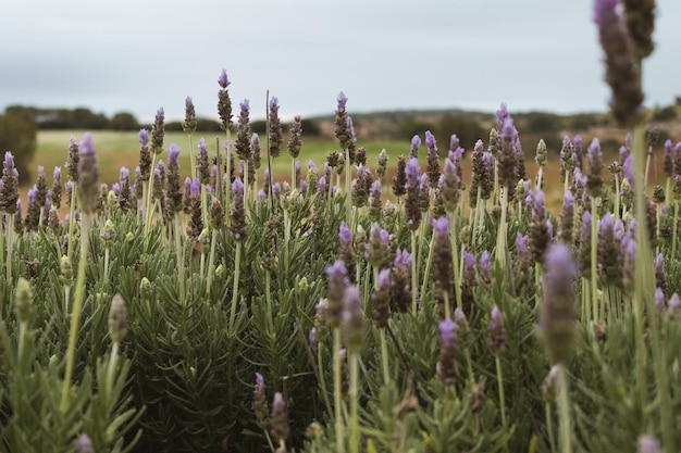 Leuchtend lila blühende Lavendelblumen wachsen auf der Wiese auf dem Feld gegen wolkenlose