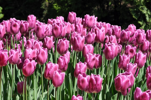 Leuchtend lila blühende Tulpen