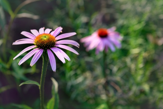 Leuchtend lila Echinacea-Blüten im Garten