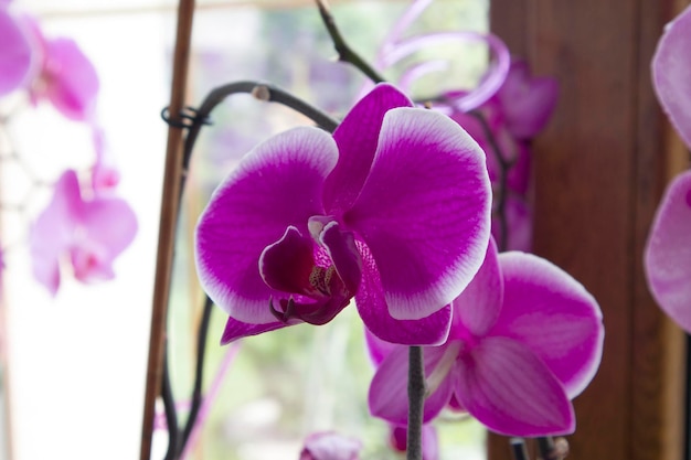 Leuchtend lila Orchideenzweig mit verschwommenem Hintergrund vor dem Fenster