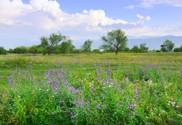 Leuchtend lila und lila Blumen auf einer grünen Wiese vor dem Hintergrund der Berge in einem Dunst unter einem blauen bewölkten Himmel. Altai, Sibirien, Russland