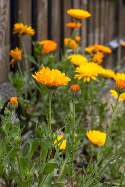 Leuchtend orange Calendula blüht in einem englischen Garten