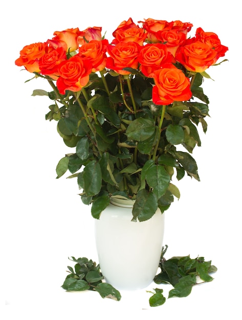 Leuchtend orange Rosen in der Vase isoliert