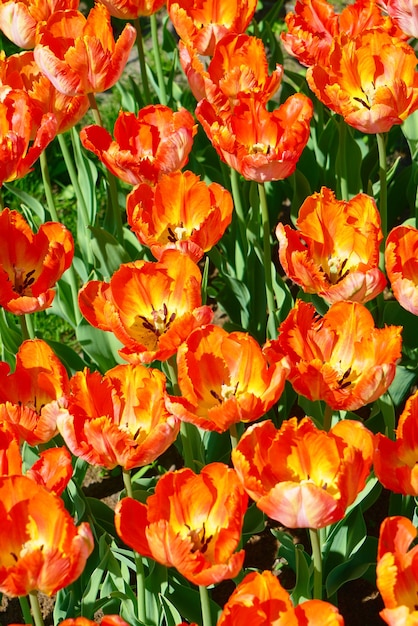 Leuchtend orange Tulpenblumen, die in einem Tulpenfeld bei Sonnenuntergang blühen. Draufsicht. Natur