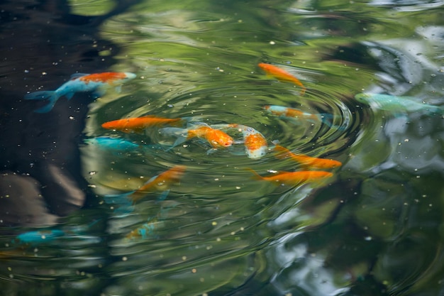 Leuchtend orangefarbene Fische schwimmen im Teich