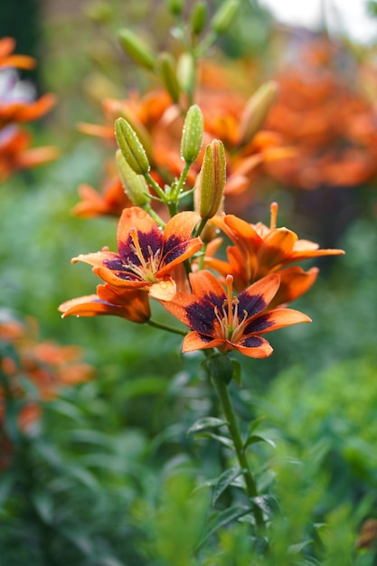 Leuchtend orangefarbene Lilienblüten Orangefarbene Lilienblüte in voller Blüte Charmante Lilienblüten mit langen Staubgefäßen