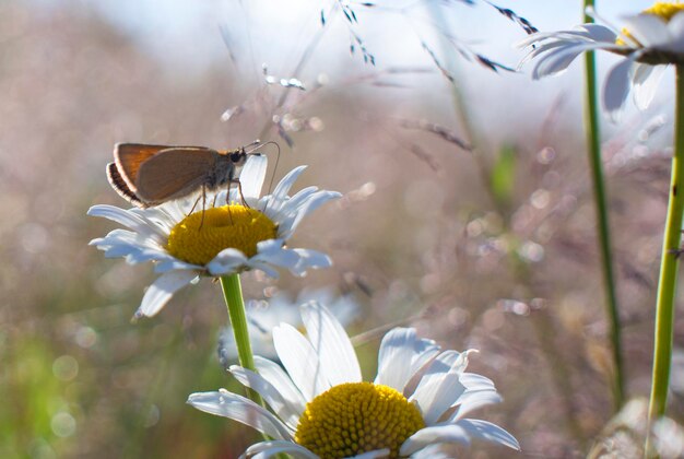 Leuchtend orangefarbene Schmetterlinge auf Gänseblümchen