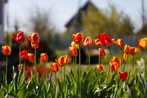 Leuchtend orangefarbene und rote Tulpenblumen mit Kopierplatz für Text Blühender Tulpengarten im Frühling