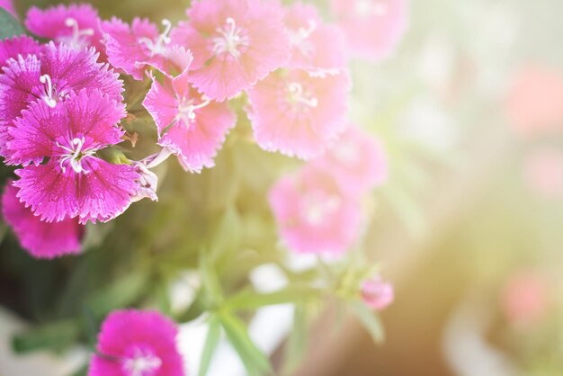 Leuchtend rosa Blüte der Nelke Dianthus mit Sonnenstrahl