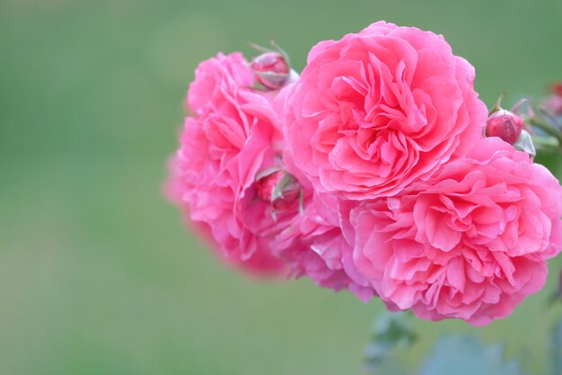 Leuchtend rosa Blüten einer Weidenrosen-Bush-Nahaufnahme mit einem weichen selektiven Fokus