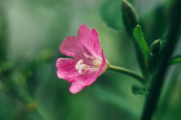 Leuchtend rosa Blume Codlinsandcream Epilobium Hirsutum