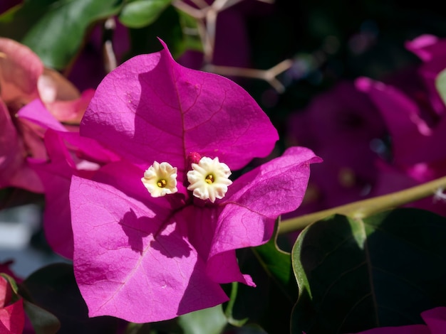 Leuchtend rosa Bougainvillea, die in Marbella blüht