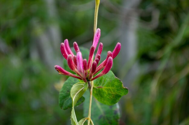 Leuchtend rosa Geißblatt-Blumen