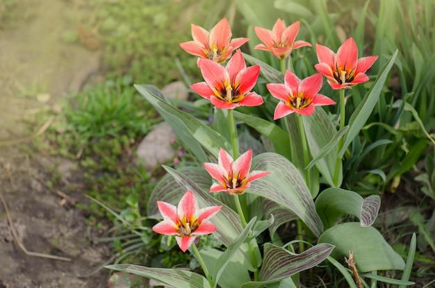 Leuchtend rosa mit weißen Streifen auf Blütenblatt Frühlingsgarten mit gestreiften rosa und weißen Tulpen