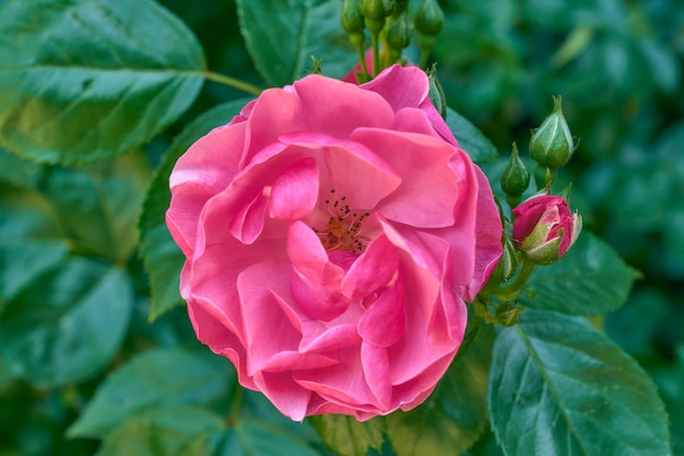 Leuchtend rosa Rose Nahaufnahme im Sommergarten